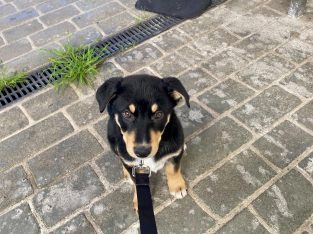 Husky – Fairfield West