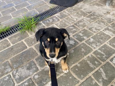 Husky – Fairfield West