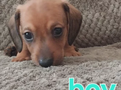 Miniature Dachshund – New Auckland