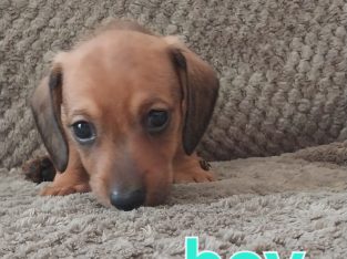 Miniature Dachshund – New Auckland