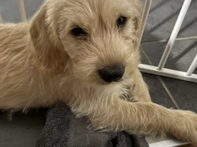 British Bulldog – Redbank Plains