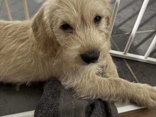 British Bulldog – Redbank Plains