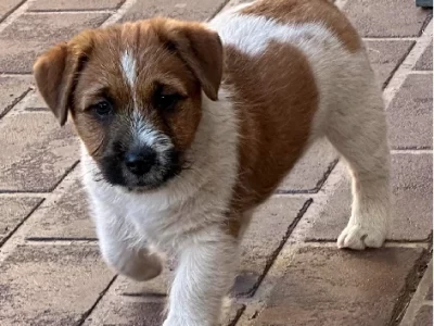 Jack Russell – Shell Cove