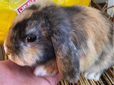 Rabbit – Liverpool