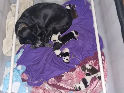 Border Collie – Kin Kin