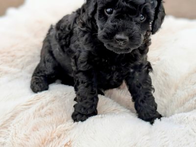 Toy Poodle – Redland Bay