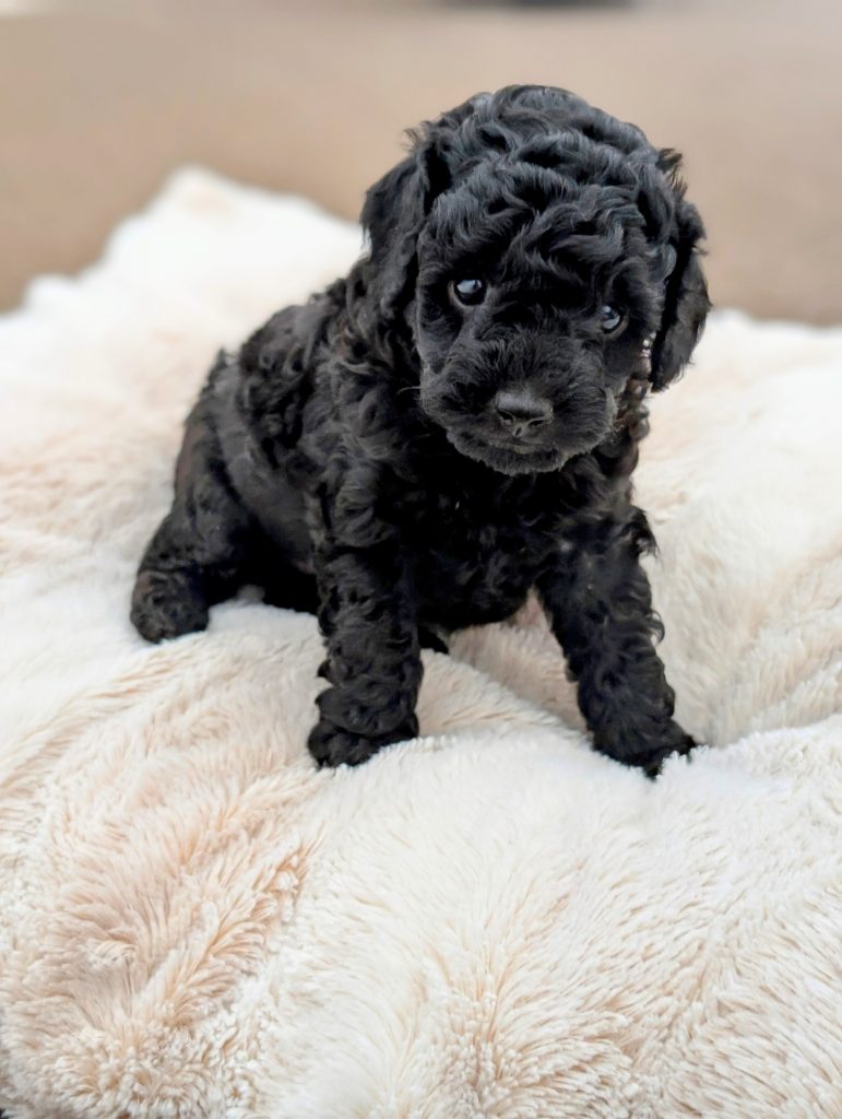 Target Poodle Toy Poodle - Redland Bay - PetsForHomes