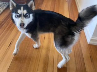 Husky – Aaron Marshall