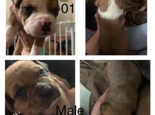 Bullmastiff – Chloe