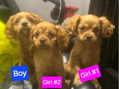 Cavoodle – Beaudesert