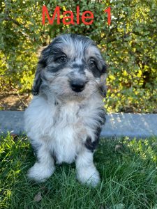 Aussiedoodle – Crookwell