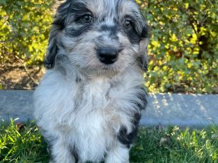 Aussiedoodle – Crookwell