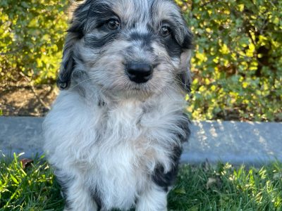 Aussiedoodle – Crookwell