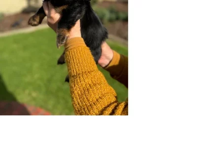 Miniature Dachshund – Mount Gambier