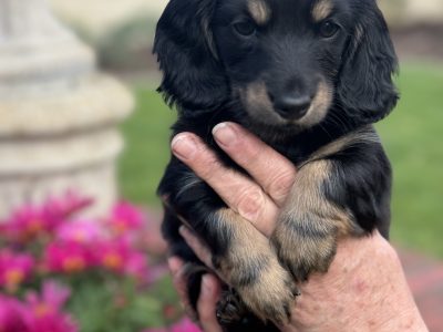 Miniature Dachshund – Mount Gambier