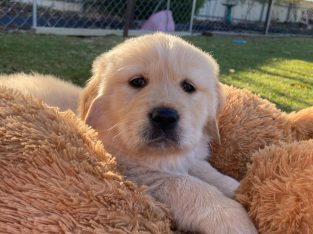 Golden Retriever – Two Wells