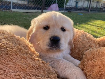 Golden Retriever – Two Wells