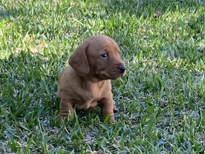 Miniature Dachshund – Jody Walker