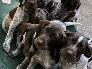 German Shorthaired Pointer – Boondall