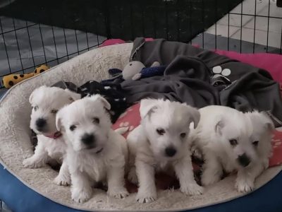 West Highland Terrier – Amanda