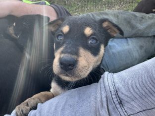 Australian Kelpie – Tullakool