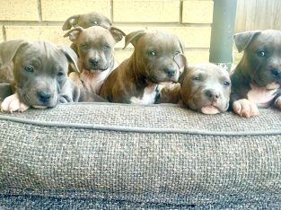 American Staffordshire Bull Terrier – Pimpama