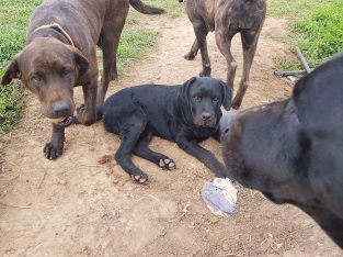 Cane Corso – Lancaster
