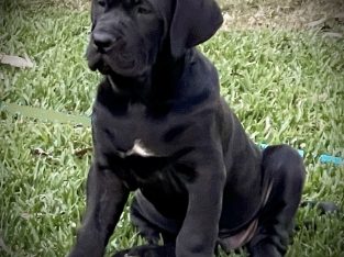 Mastiff – Woodford