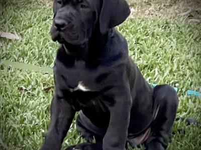 Mastiff – Woodford