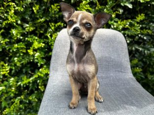 Chihuahua – Burwood