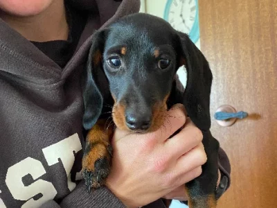 Dachshund – Geelong
