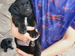 Labrador Retriever – Albany