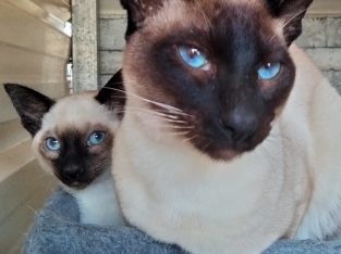 Tonkinese Cat – Victor Harbor