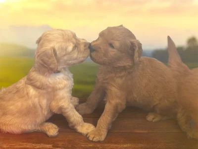 Groodle – Roksana Ks