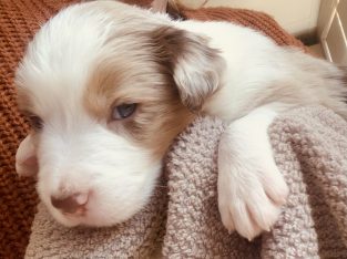 Border Collie – Goulburn