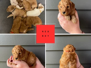 Spoodle – North Tumbulgum