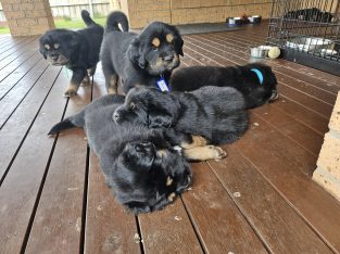 Tibetan Mastiff – Wyndham Vale