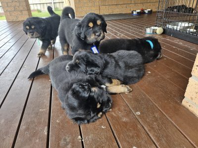 Tibetan Mastiff – Wyndham Vale