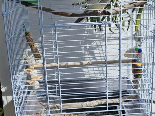 Cockatiel – Devonport