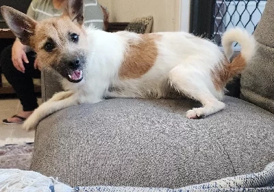 Jack Russell – Bardia