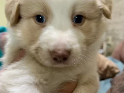 Border Collie – Bemboka