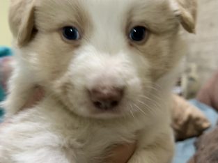 Border Collie – Bemboka