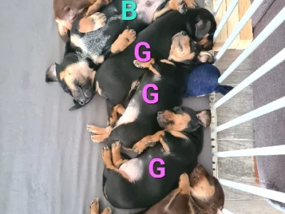 Dachshund – Alexandra Hills