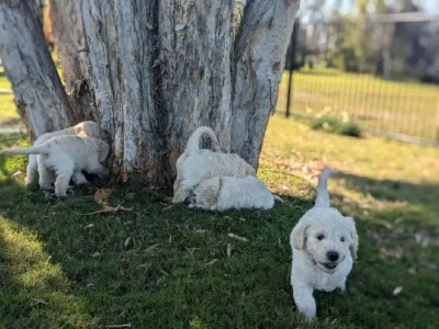 Goldendoodle – Elliott Heads