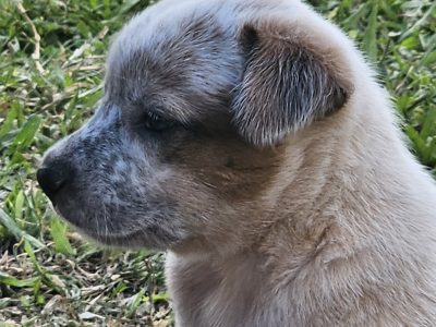Australian Cattle Dog – Horseshoe Lagoon