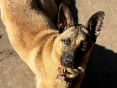 Belgian Malinois – Epping