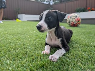 Whippet – Old Toongabbie