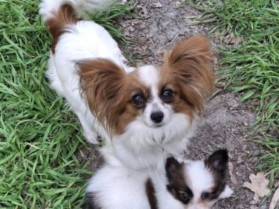 Papillon – Goulburn