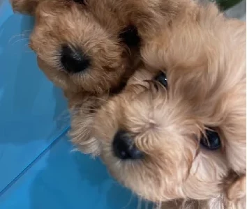 Moodle – Thirlmere