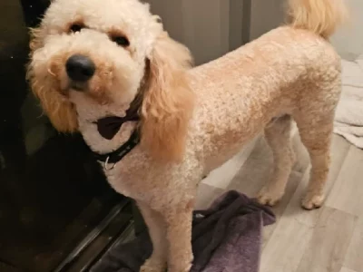 Poodle Standard – Boyup Brook